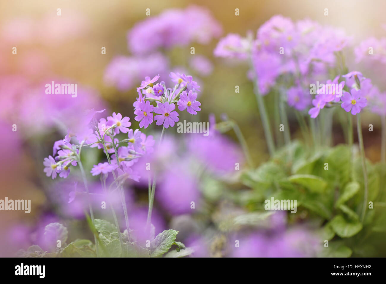 Nahaufnahme der zarten Lila Frühlingsblumen von Primula Frondosa, Aufnahme auf einem weichen sonnigen Hintergrund. Stockfoto