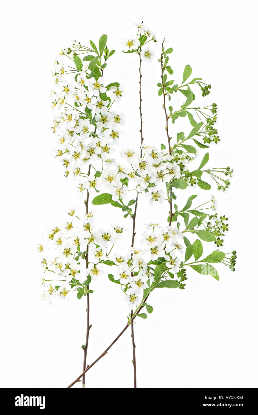 Close-up, High Key Bild des Frühlings Blütenstrauch Spiraea "Mischpflanzungen" Brautkranz, gegen einen weißen Hintergrund. Stockfoto