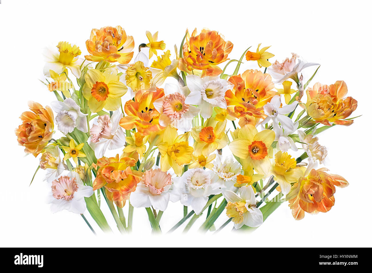 Lebendige Farben Frühling Tulpen und Narzissen Blumen vor einem weißen Hintergrund. Stockfoto
