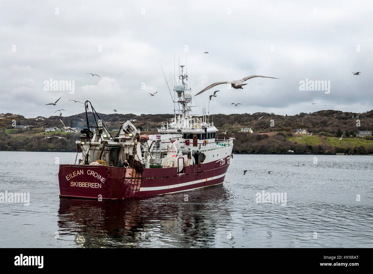 Angelboot/Fischerboot Trawler, die Boote im Hafen von Killybegs, County Donegal, Irland ankommen. Möwen fliegen um ihn herum. Stockfoto