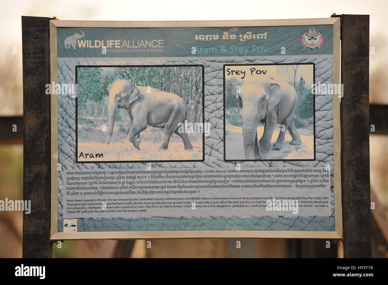 Melden Sie sich über "Aram" & 'Srey Pov', 2 der Elefanten bei Phnom Tamao Wildlife Rescue Center, Takeo Province, Kambodscha betreut. Kredit: Kraig Lieb Stockfoto