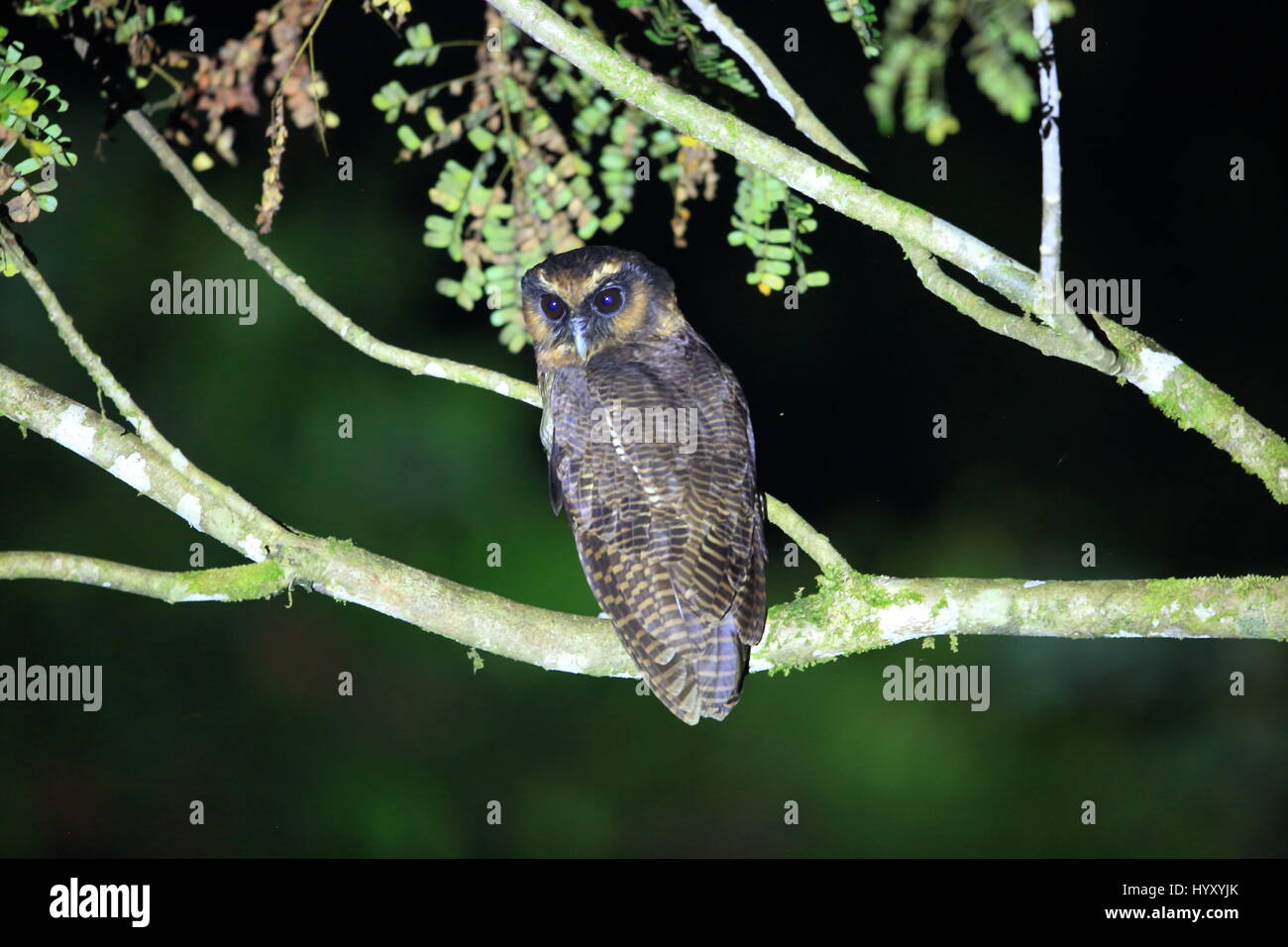 Braune Holz Eule (Strix Leptogrammica) in Sabah, Borneo Stockfoto