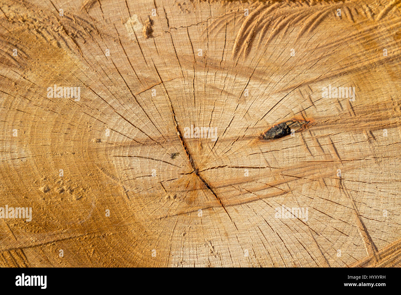 Textur von einer rustikalen Kreis Bauholz Holz mit natürlichen Flecken, Narben und Flecken Stockfoto