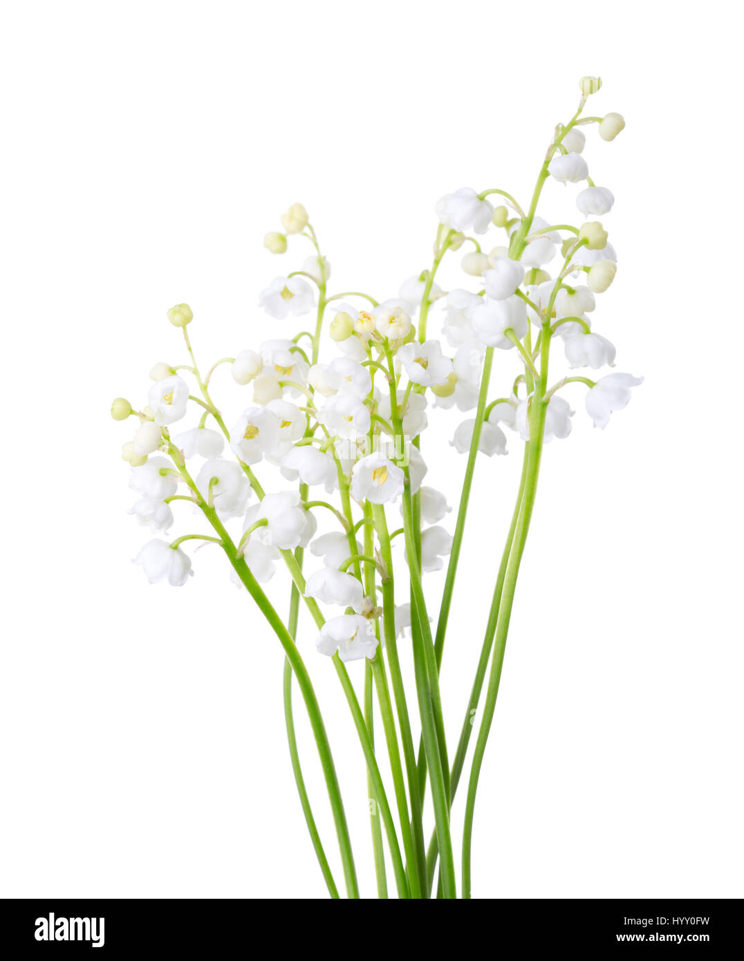 Einige Zweige von Lily Of The Valley isoliert auf weißem Hintergrund. Stockfoto