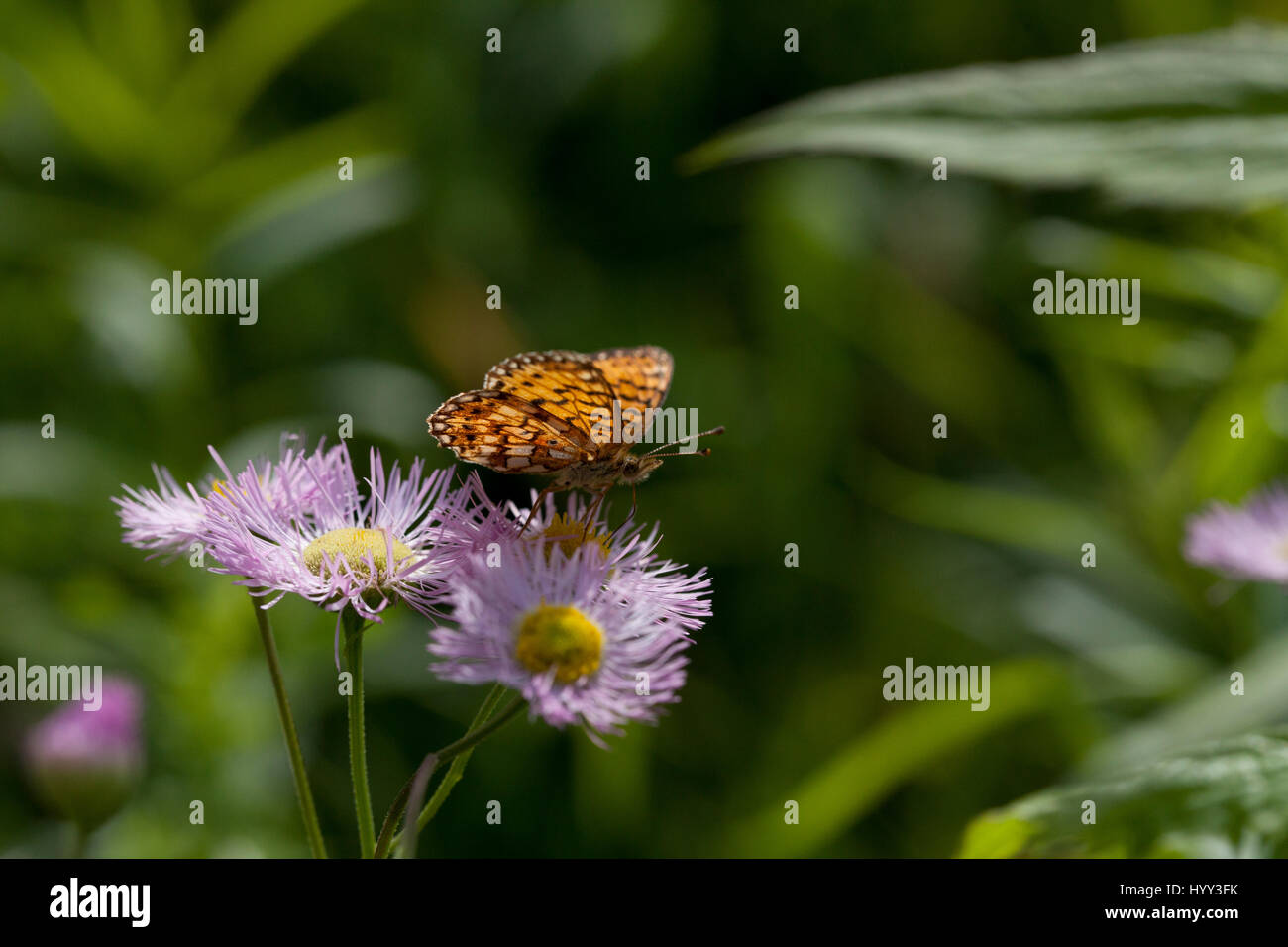 Orange Schmetterling auf Nahrungssuche in rosa Aster Blumen auf einem unscharfen Hintergrund isoliert Stockfoto