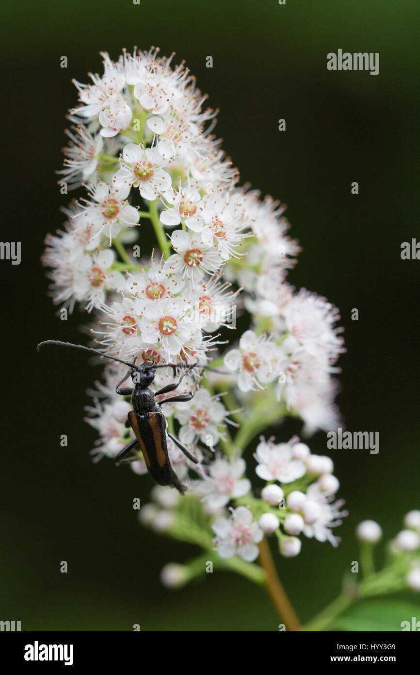 Strangalepta Abbreviata Käfer auf Nahrungssuche in weißen Blüten auf einem unscharfen Hintergrund isoliert Stockfoto