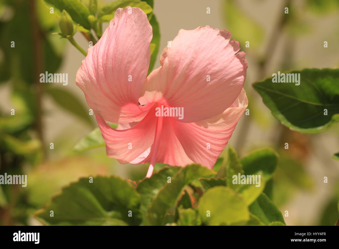 Tropical pink Hibiscus in Jamaika wächst Stockfoto