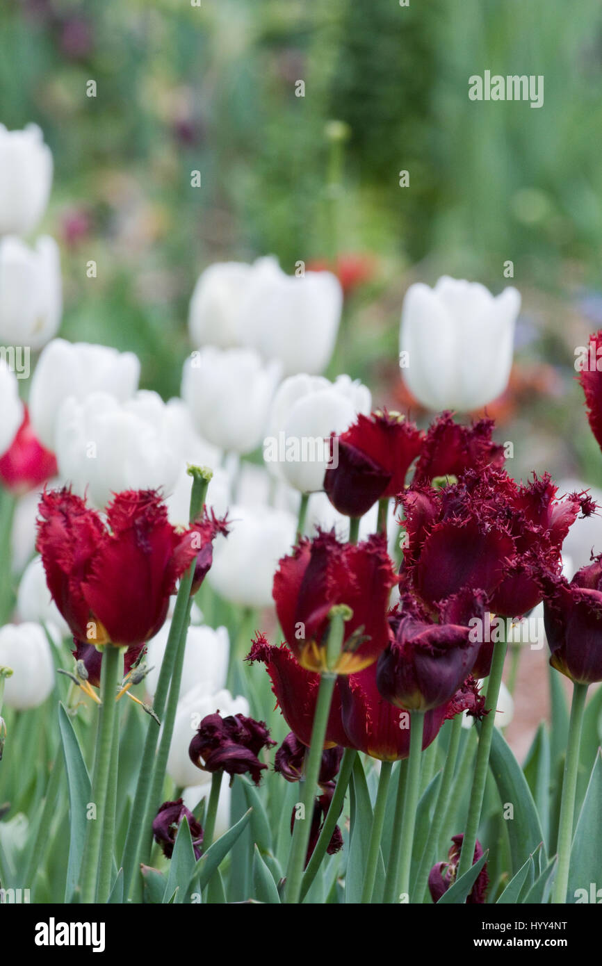 Rote Tulpen mit weißen Tulpen im Hintergrund, März 2017 Los Angeles, CA USA Stockfoto