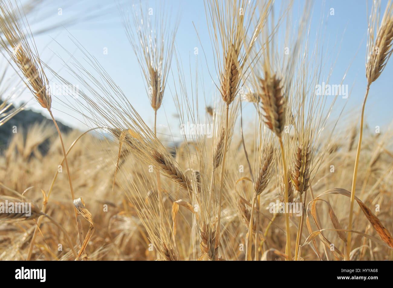 Ein Weizenfeld in Patara an der Mittelmeerküste der Türkei. Stockfoto
