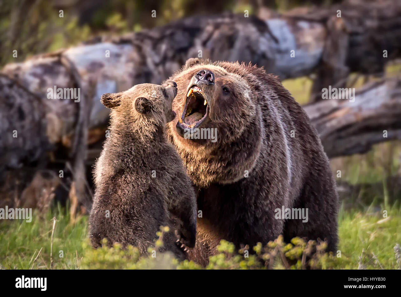 DER bezauberndsten Bärenjunge, die Sie wahrscheinlich sehen kann nicht