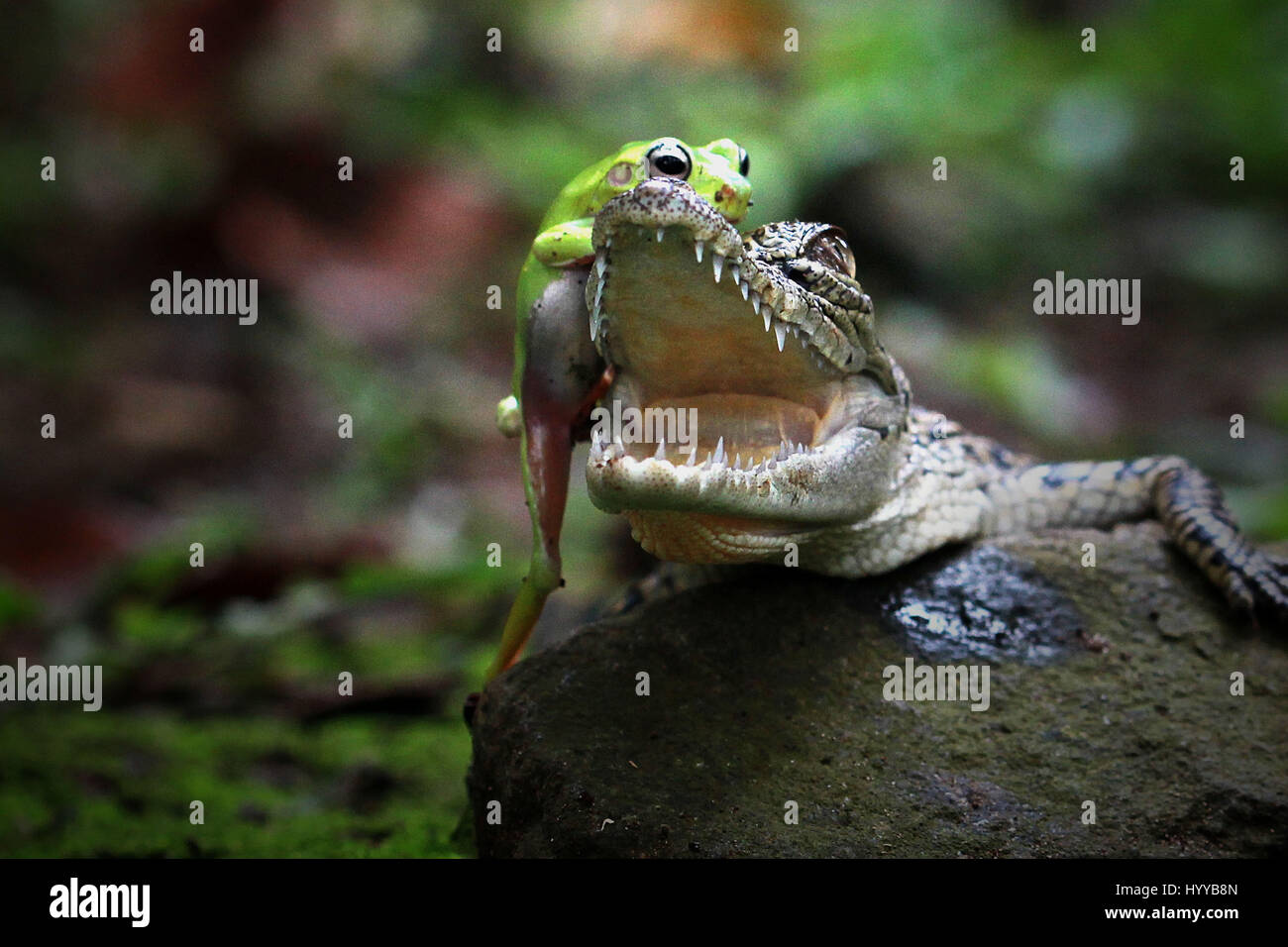 Jakarta Indonesien Der Frosch Ist Grosste Vorsicht In Die Todliche Kiefer Eines Krokodils Wie Es Seinen Weg Auf Das Krokodil Kopf Macht Witzige Bilder Von Einem Furchtlosen Frosch Kletterten Uber Die Offenen