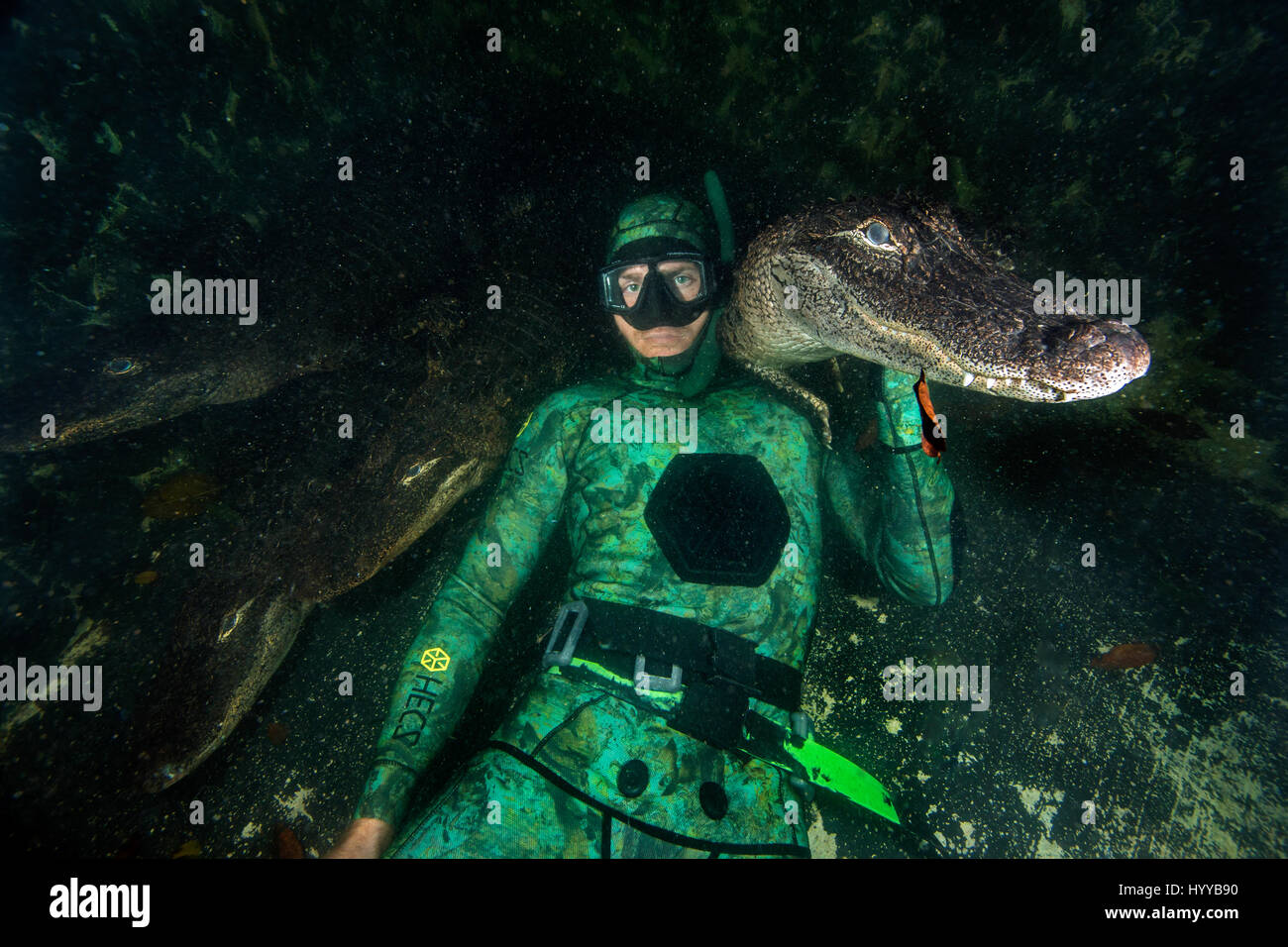 FLORIDA / USA: Atemberaubende Unterwasseraufnahmen zeigen einen Mann tapfer hängen mit 200-Pfund amerikanischen Alligatoren sind aufgedeckt worden wie sie zusammen glücklich für Fotos posieren. Die unglaublichen Fotos zeigen die drei Alligatoren Gedränge rund um den Kopf des Mannes, da sie direkt in die Kamera schauen und selbst scheint sich auf seinem Schoß zu sitzen, während eine andere Reptilien eine Kralle am Arm legt, wie es auf der Oberfläche schwimmt. Fotografien von oben der Oberfläche zeigen tierische Handler, Chris Gillette (29) aus Fort Lauderdale, Florida, USA ein Krokodil aus dem Wasser zu halten. Die Bilder wurden von Chris waren Stockfoto