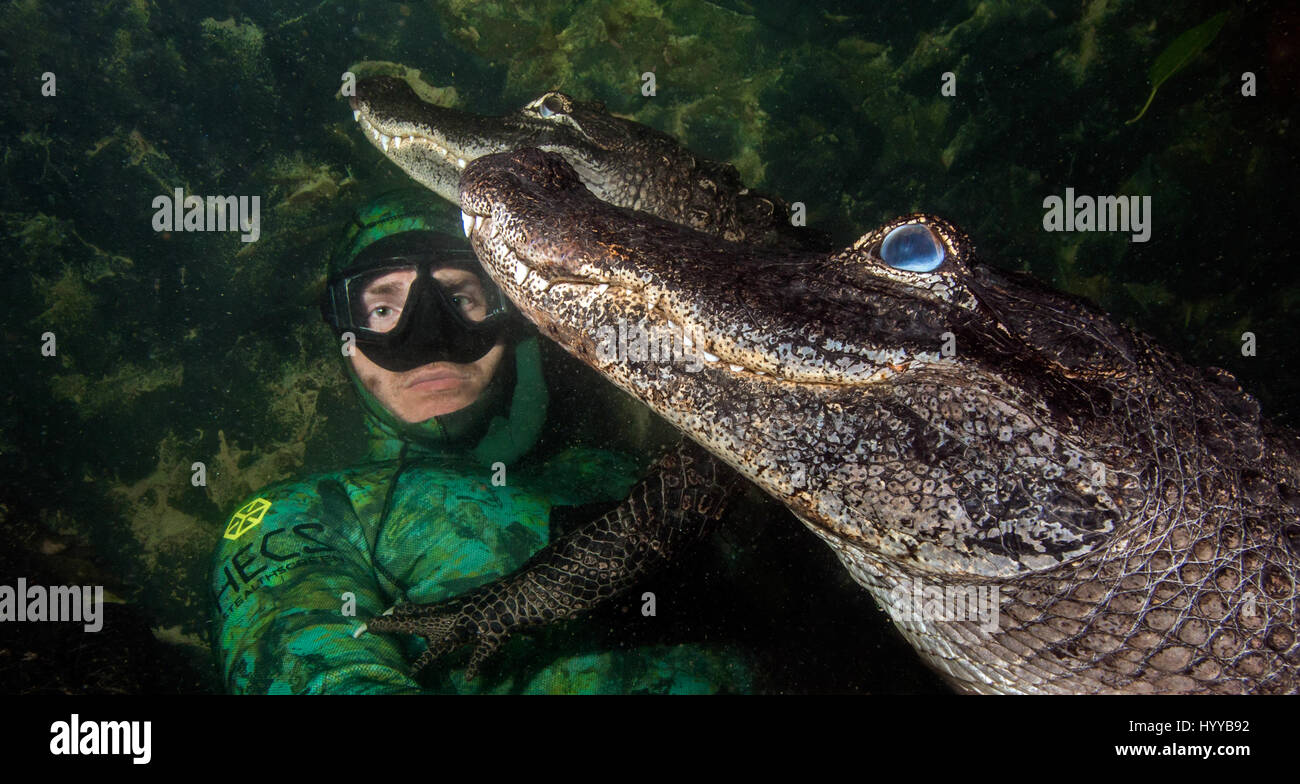 FLORIDA / USA: Atemberaubende Unterwasseraufnahmen zeigen einen Mann tapfer hängen mit 200-Pfund amerikanischen Alligatoren sind aufgedeckt worden wie sie zusammen glücklich für Fotos posieren. Die unglaublichen Fotos zeigen die drei Alligatoren Gedränge rund um den Kopf des Mannes, da sie direkt in die Kamera schauen und selbst scheint sich auf seinem Schoß zu sitzen, während eine andere Reptilien eine Kralle am Arm legt, wie es auf der Oberfläche schwimmt. Fotografien von oben der Oberfläche zeigen tierische Handler, Chris Gillette (29) aus Fort Lauderdale, Florida, USA ein Krokodil aus dem Wasser zu halten. Die Bilder wurden von Chris waren Stockfoto