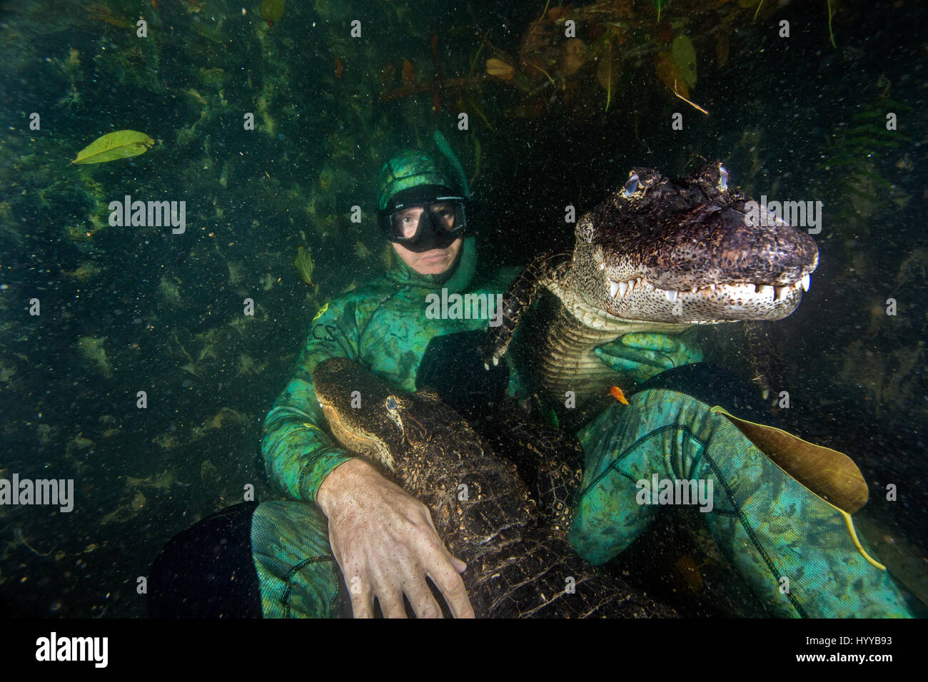 FLORIDA / USA: Atemberaubende Unterwasseraufnahmen zeigen einen Mann tapfer hängen mit 200-Pfund amerikanischen Alligatoren sind aufgedeckt worden wie sie zusammen glücklich für Fotos posieren. Die unglaublichen Fotos zeigen die drei Alligatoren Gedränge rund um den Kopf des Mannes, da sie direkt in die Kamera schauen und selbst scheint sich auf seinem Schoß zu sitzen, während eine andere Reptilien eine Kralle am Arm legt, wie es auf der Oberfläche schwimmt. Fotografien von oben der Oberfläche zeigen tierische Handler, Chris Gillette (29) aus Fort Lauderdale, Florida, USA ein Krokodil aus dem Wasser zu halten. Die Bilder wurden von Chris waren Stockfoto