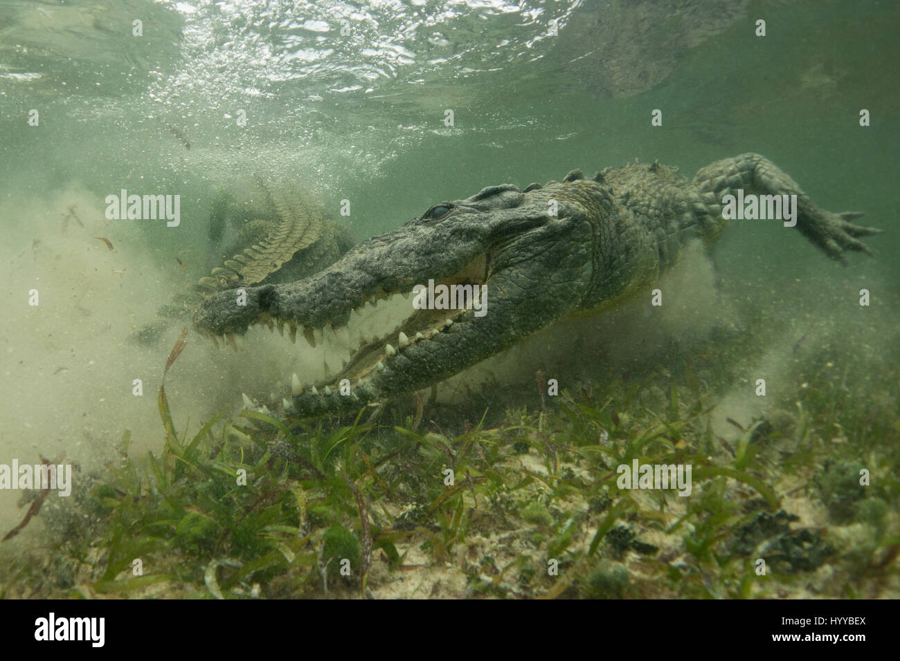 XCALAK, Mexiko: Atemberaubende Unterwasseraufnahmen zeigen einen britischen Mann näher rücken tingingly potenziell tödliche amerikanische Krokodile. Diese unglaublichen Aufnahmen wurden unter Wasser gefangen auf Seegras "Sweet-Spot" - flach genug für Krokodile, zu stehen und einen kurzen Atem während tief genug, um ahnungslose Beute zu fangen. Berkshire-Naturfotograf Chris Knight, trat diese Krokodile unter Wasser und wartet auf den ersten Bissen. Stockfoto