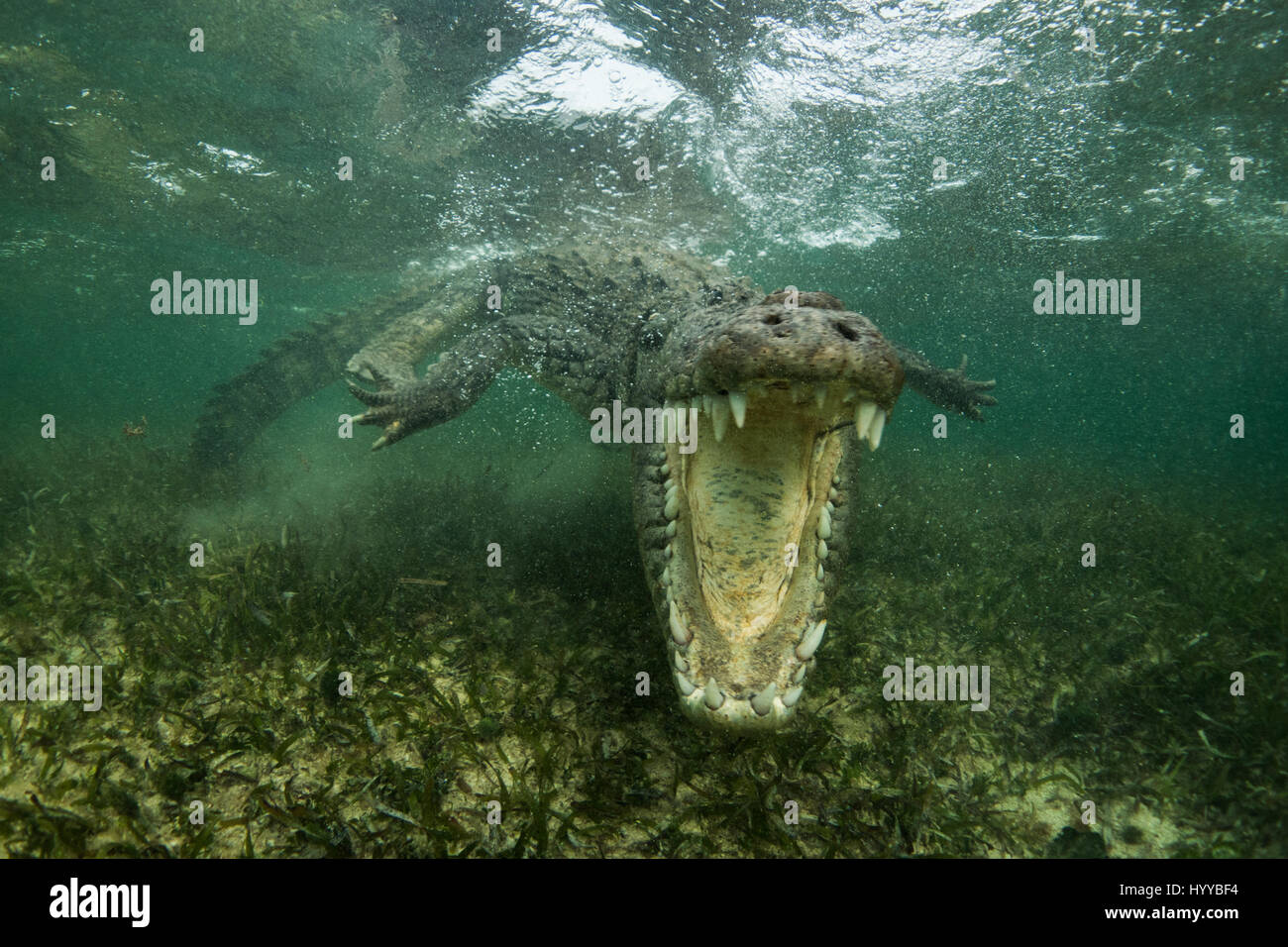 XCALAK, Mexiko: Atemberaubende Unterwasseraufnahmen zeigen einen britischen Mann näher rücken tingingly potenziell tödliche amerikanische Krokodile. Diese unglaublichen Aufnahmen wurden unter Wasser gefangen auf Seegras "Sweet-Spot" - flach genug für Krokodile, zu stehen und einen kurzen Atem während tief genug, um ahnungslose Beute zu fangen. Berkshire-Naturfotograf Chris Knight, trat diese Krokodile unter Wasser und wartet auf den ersten Bissen. Stockfoto