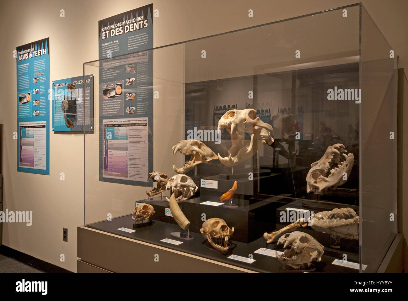 Schädel von Säugetieren auf Display, Manitoba Museum, Winnipeg, Manitoba, Kanada Stockfoto