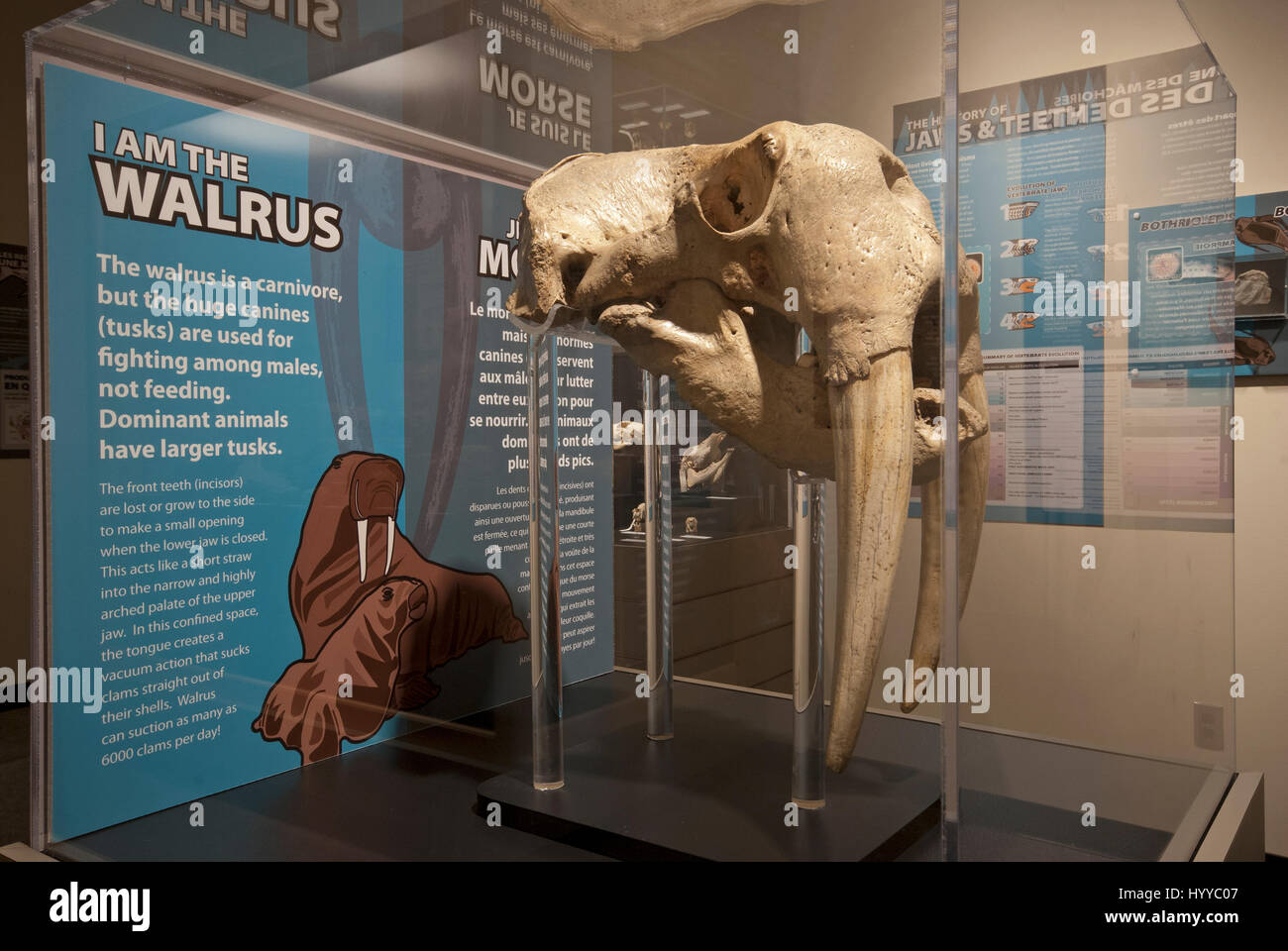 Schädel des Walross (Odobenus Rosmarus), Manitoba Museum, Winnipeg, Manitoba, Kanada Stockfoto