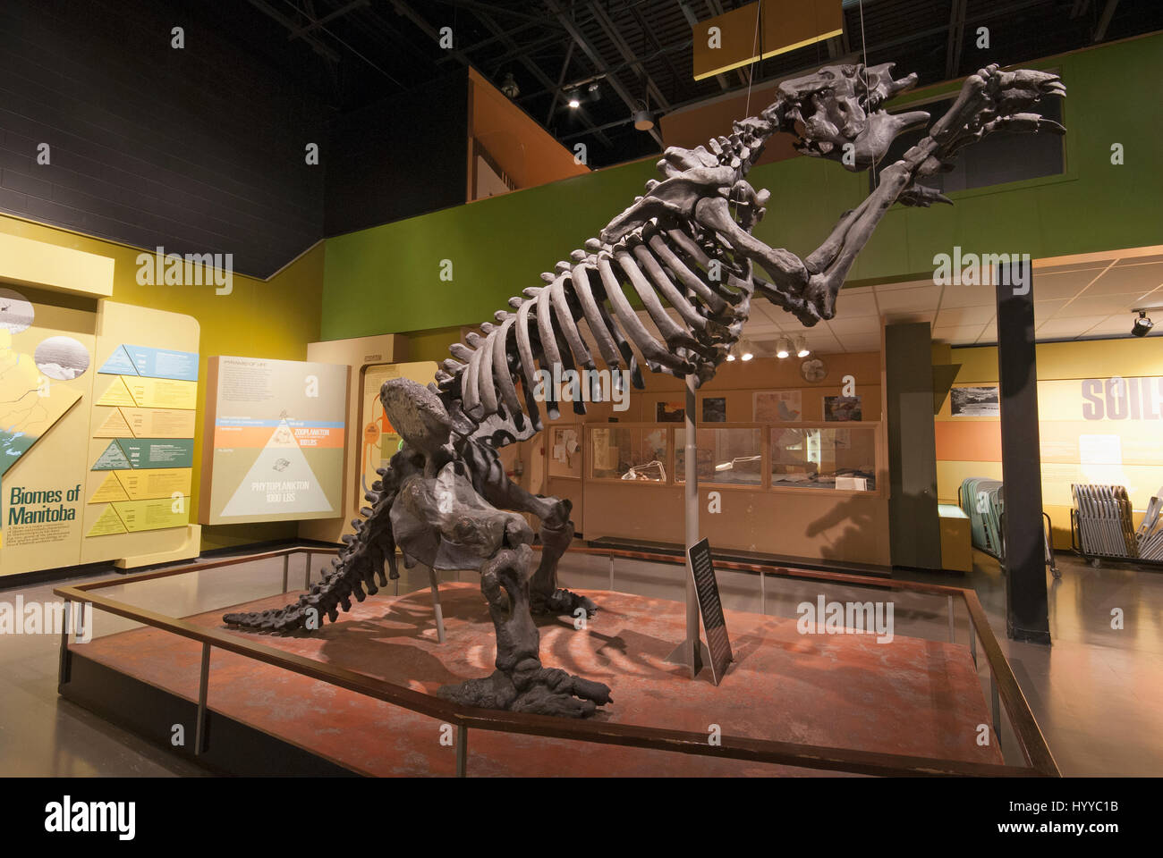 Skelett des Megatherium, Boden ein Riesen Faultier, Manitoba Museum, Winnipeg, Manitoba, Kanada Stockfoto