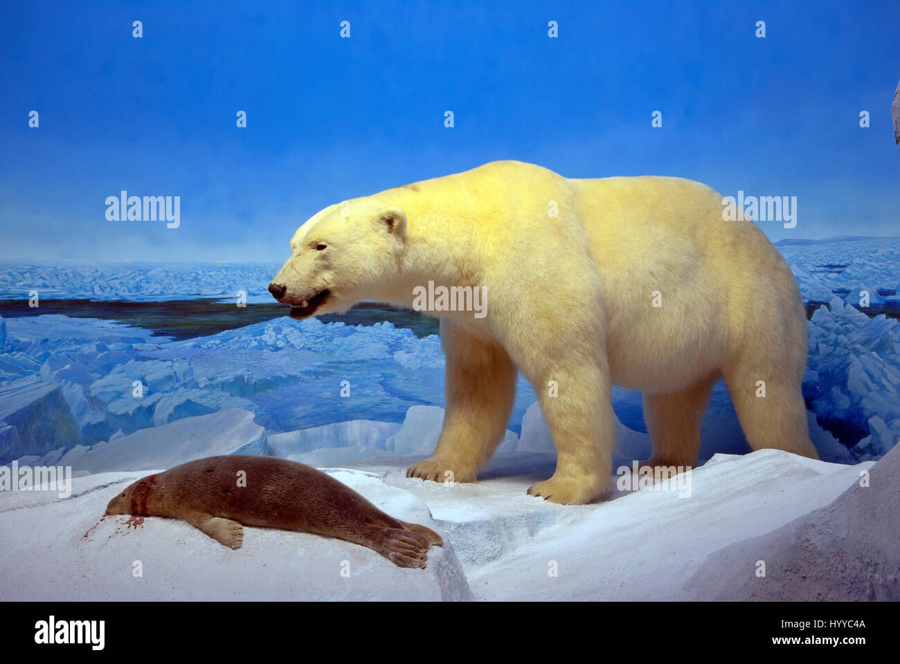 Ausgestopfter Eisbär (Ursus Maritimus) und Robbenjagd, Szene, Manitoba Museum, Winnipeg, Manitoba, Kanada Stockfoto