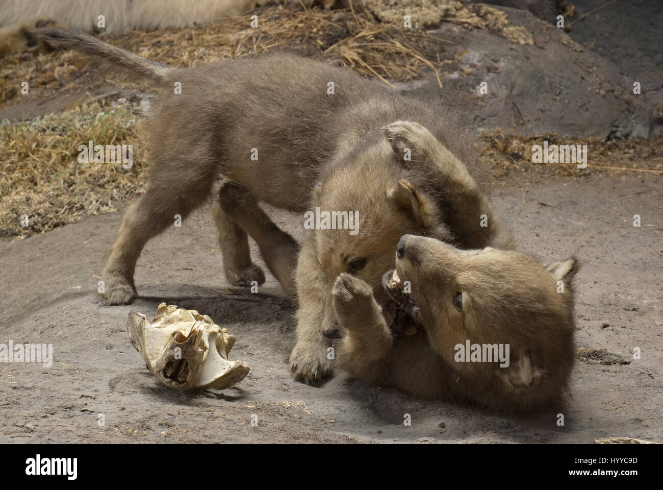 Gefüllte Cubs von grauer Wolf (Canis Lupus), Manitoba Museum, Winnipeg, Manitoba, Kanada Stockfoto