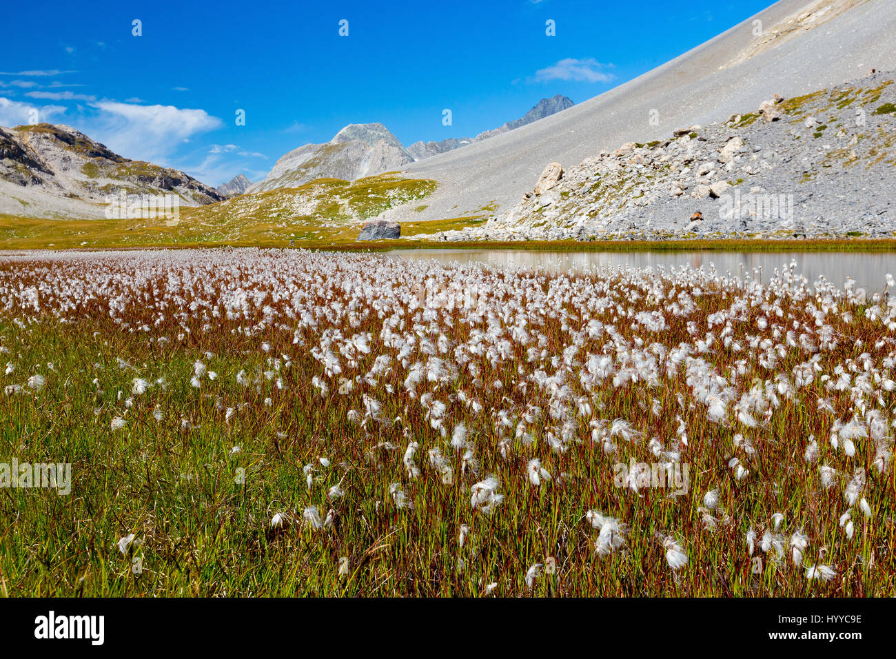 Baumwollgras (Eriophorum). Ruisseau de la Vanoise. Feuchtgebiete, Torfmoor. Parc National de la Vanoise. Frankreich. Europa. Stockfoto