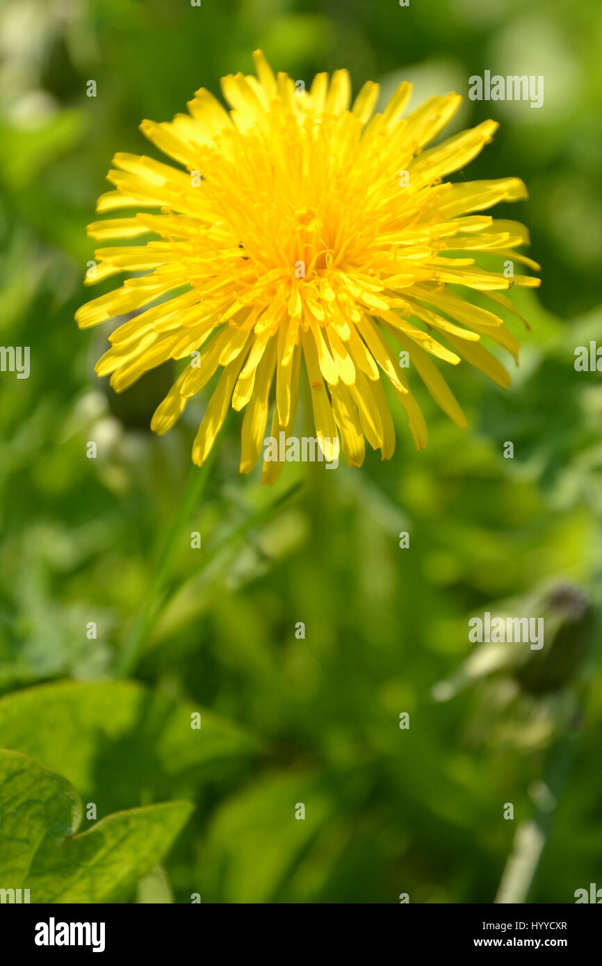 Der Dandelion blüht und Blätter an einem überwucherten Rand im VEREINIGTES KÖNIGREICH Stockfoto