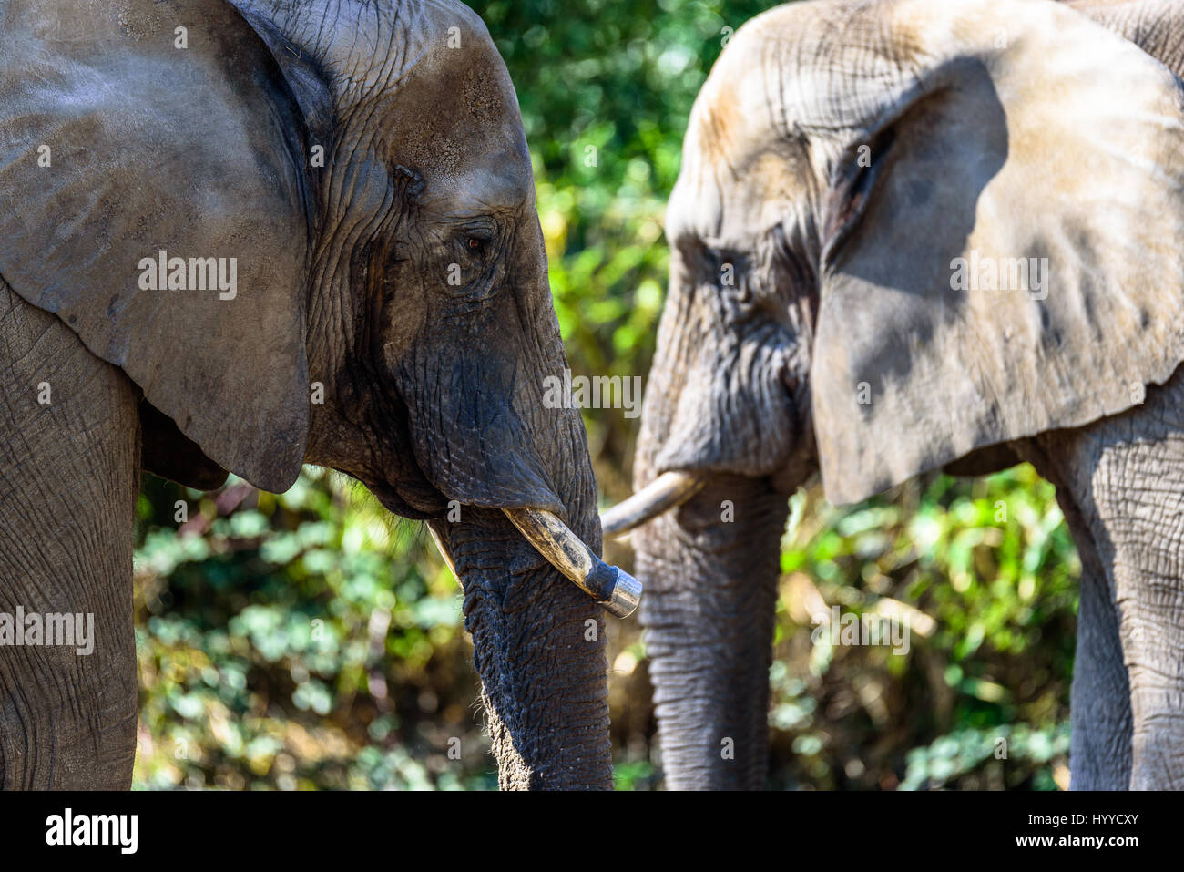 Elefantenfamilie ihre Zeit zusammen genießen und entspannen in der Sonne Stockfoto