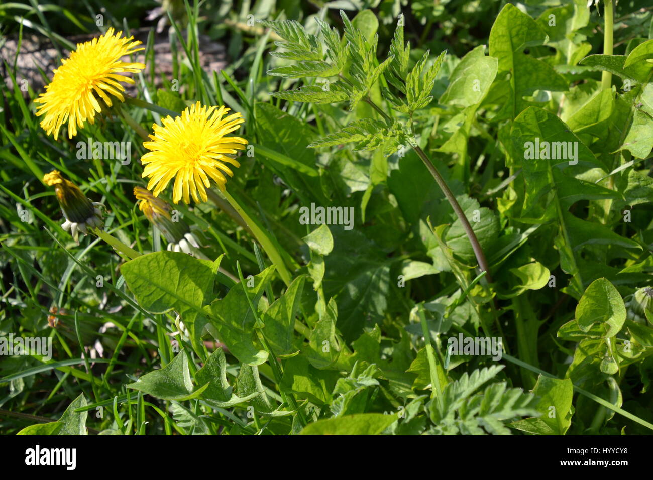 Der Dandelion blüht und Blätter an einem überwucherten Rand im VEREINIGTES KÖNIGREICH Stockfoto