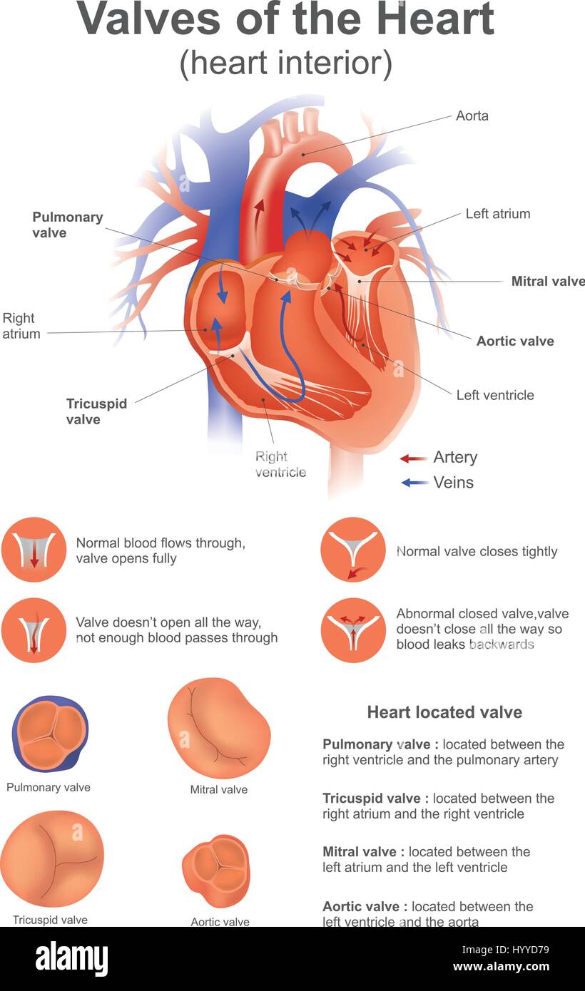 Eine Herzklappe öffnet oder schließt Amtsinhaber auf Blut Differenzdruck auf jeder Seite. Vektor-Design. Stock Vektor