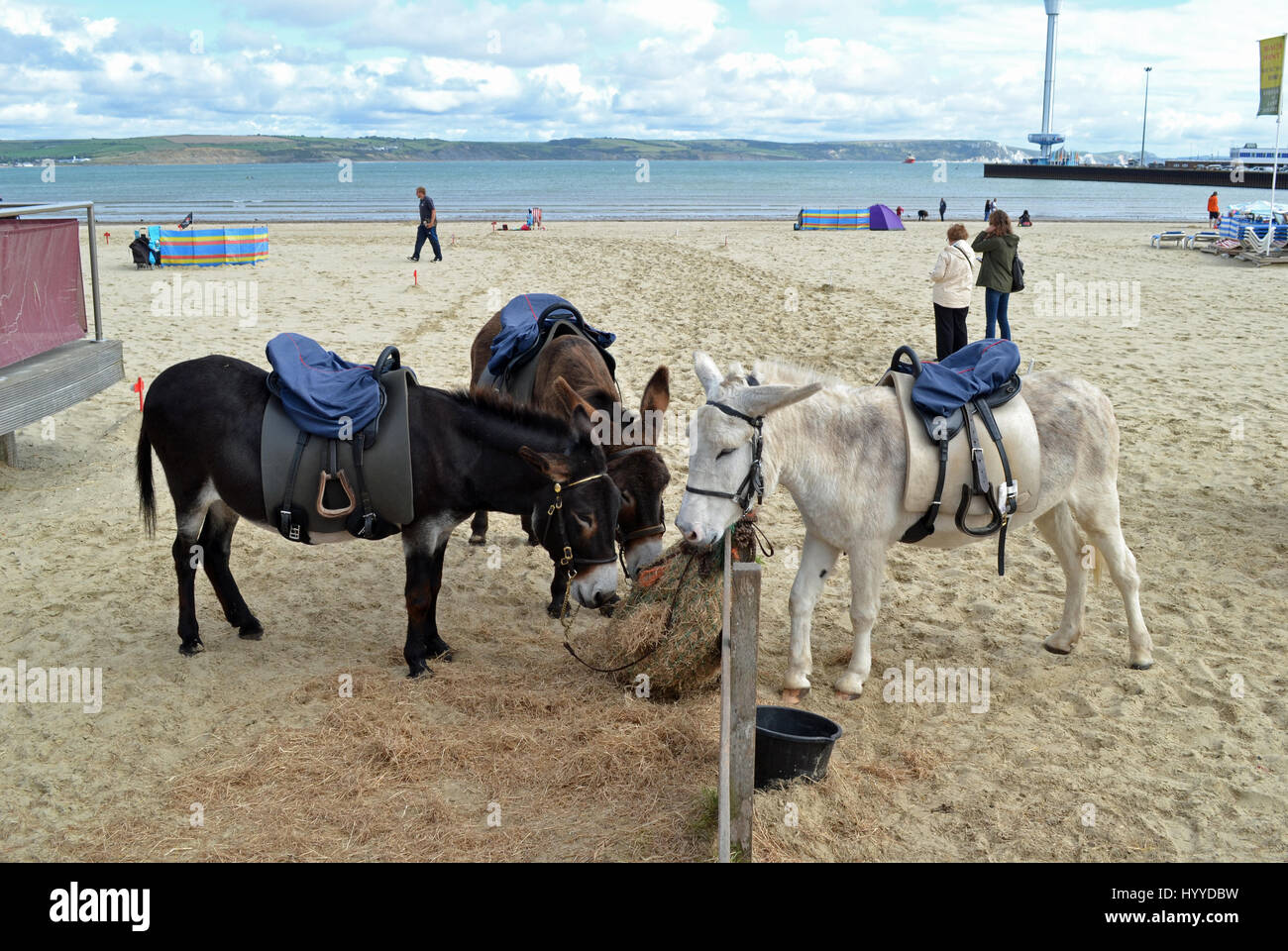 Esel am Strand von Weymouth, Dorset, England, Großbritannien Stockfoto