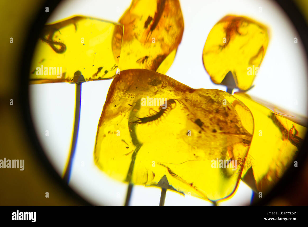 Exponate der Bernsteinmuseum, Insekten in Bernstein eingefroren. Gehärtete Teile des Harzes dienen zur Herstellung von stilvollen Ostsee Schmuck. Bernsteinmuseum Palanga botani Stockfoto