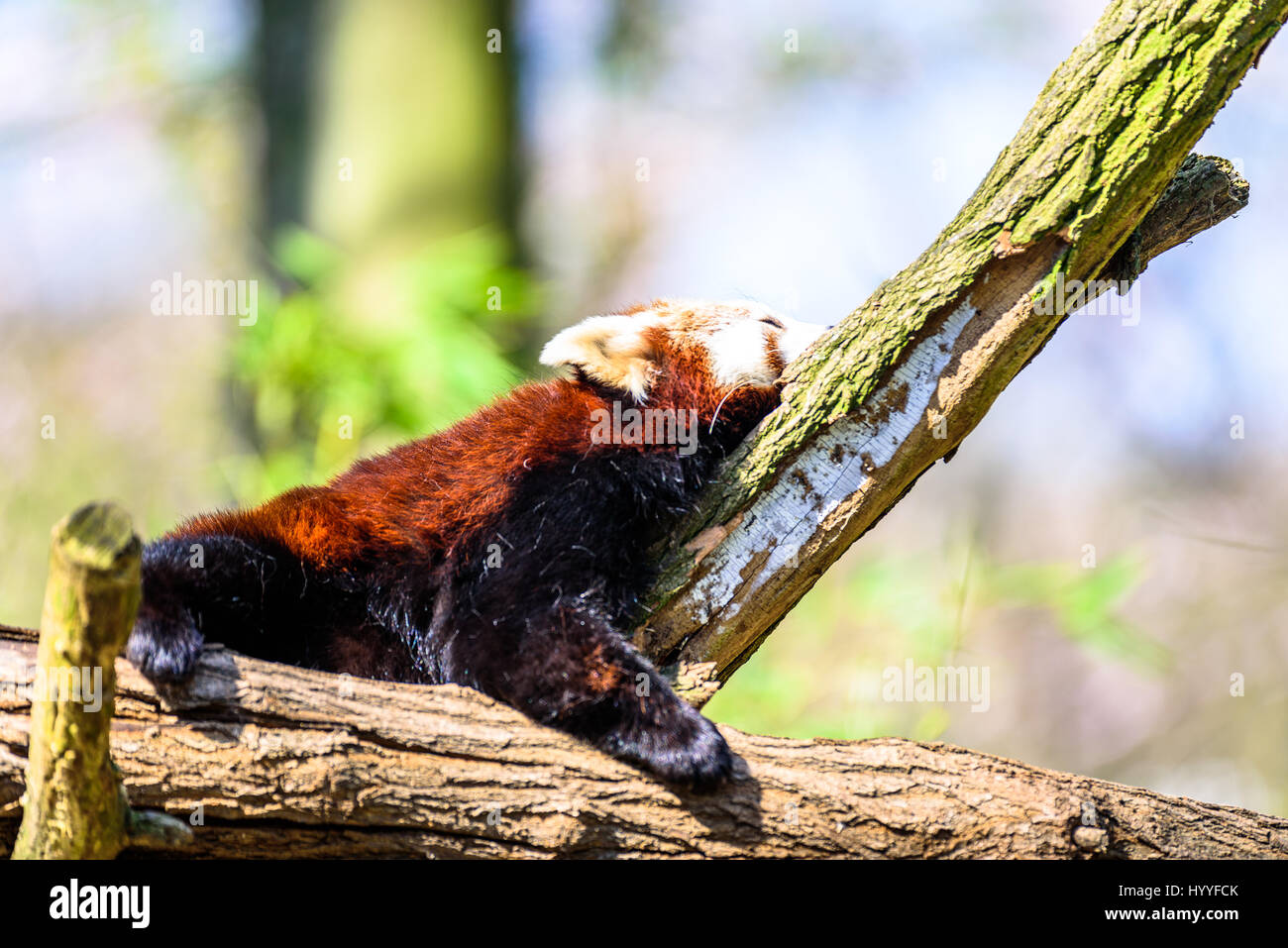 Niedliche kleine Panda kratzen sich und entspannen in der Sonne Stockfoto