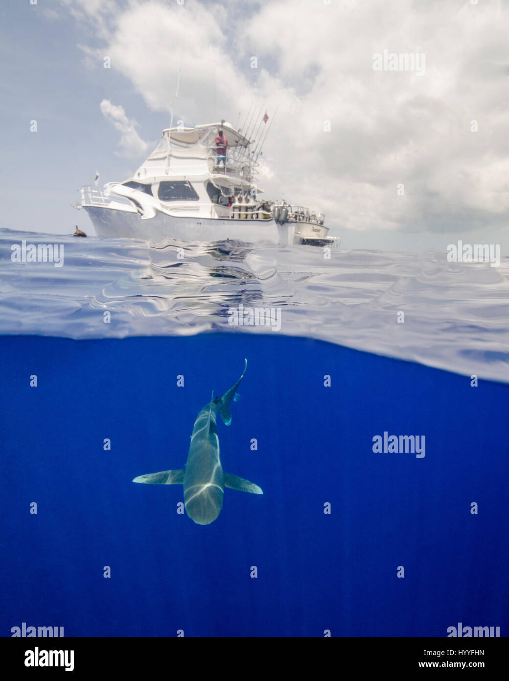 Ozeanische Weißspitzen Hai unter einem Boot auf den Bahamas Stockfoto