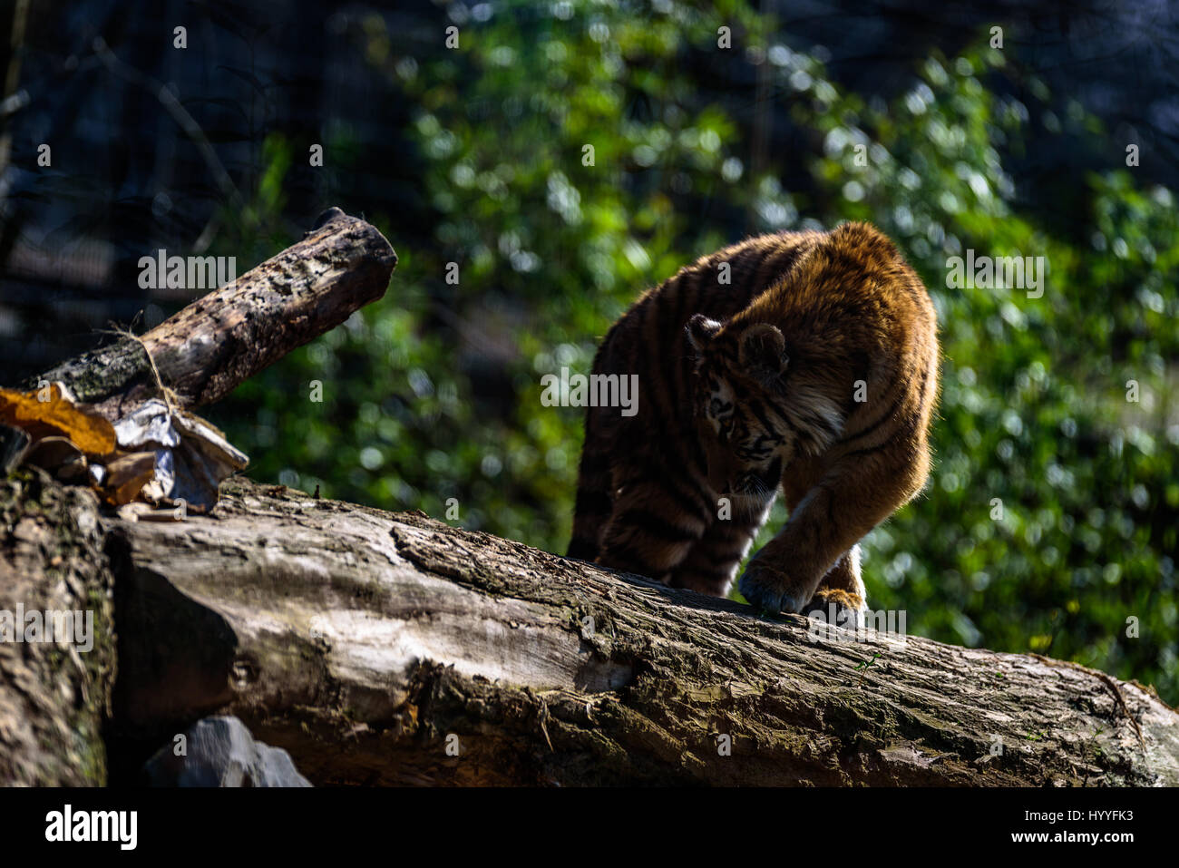 Sibirischer Tiger entspannen und brüllend in der Sonne Stockfoto