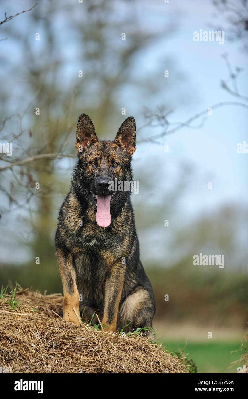 Deutscher Schäferhund DDR sitzen Stockfotografie - Alamy