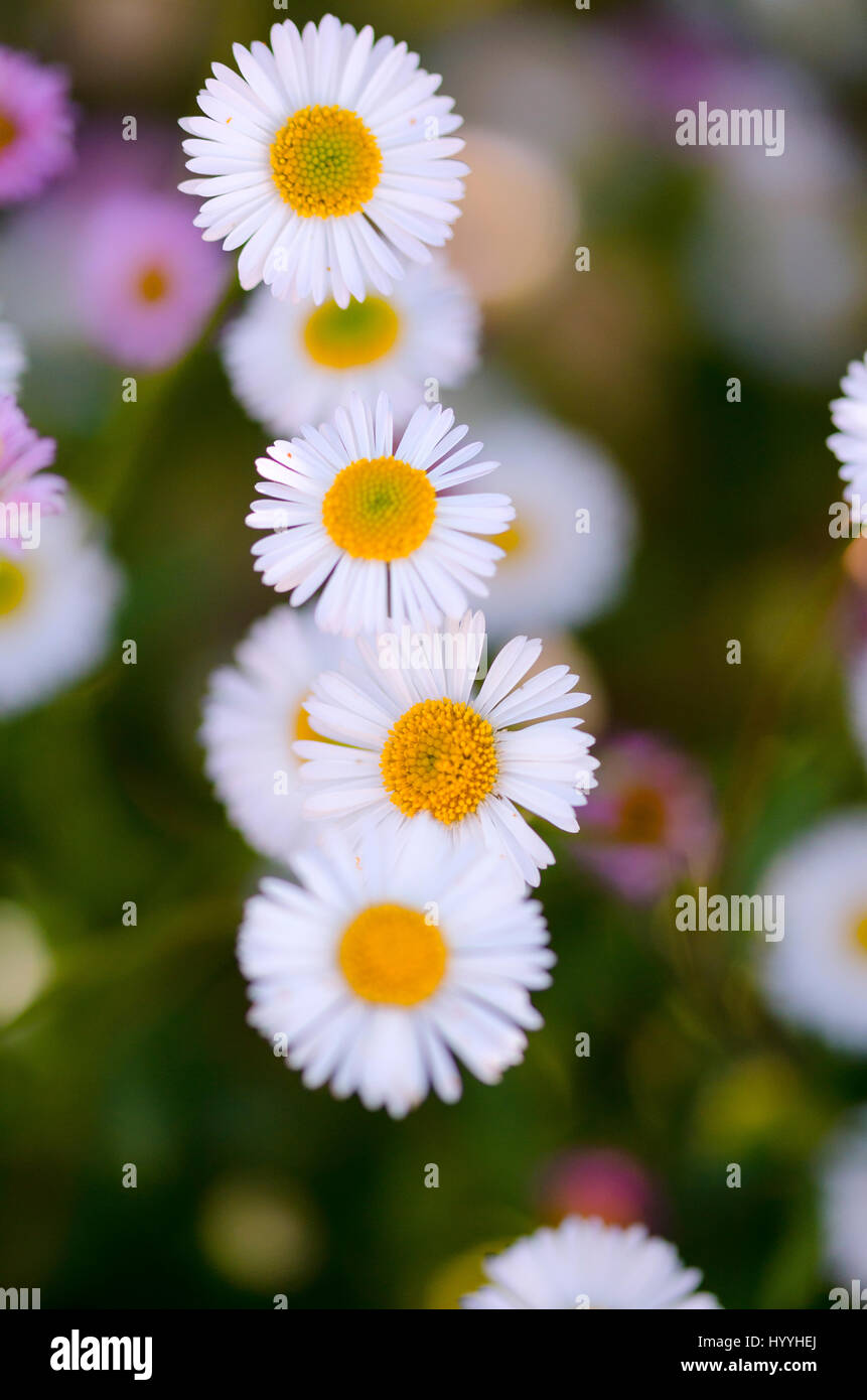 Eine Nahaufnahme Makro-Ansicht einer Reihe von kleinen weißen und gelben Margeriten, umgeben von anderen kleinen Blumen um ihn herum. Stockfoto