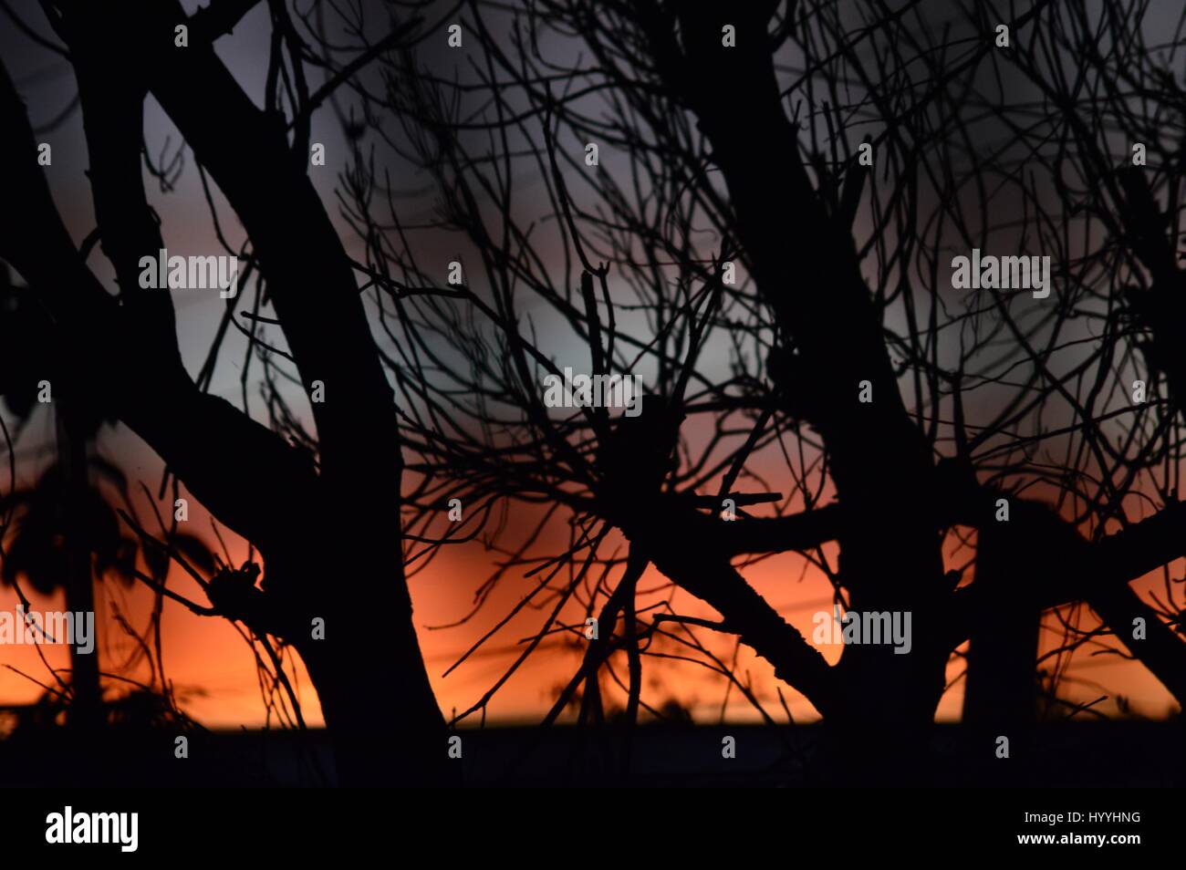 Schöne Silhouette eines Toten Baumes mit blauen und roten Sonnenuntergang Verlaufsfarben im Hintergrund. Stockfoto