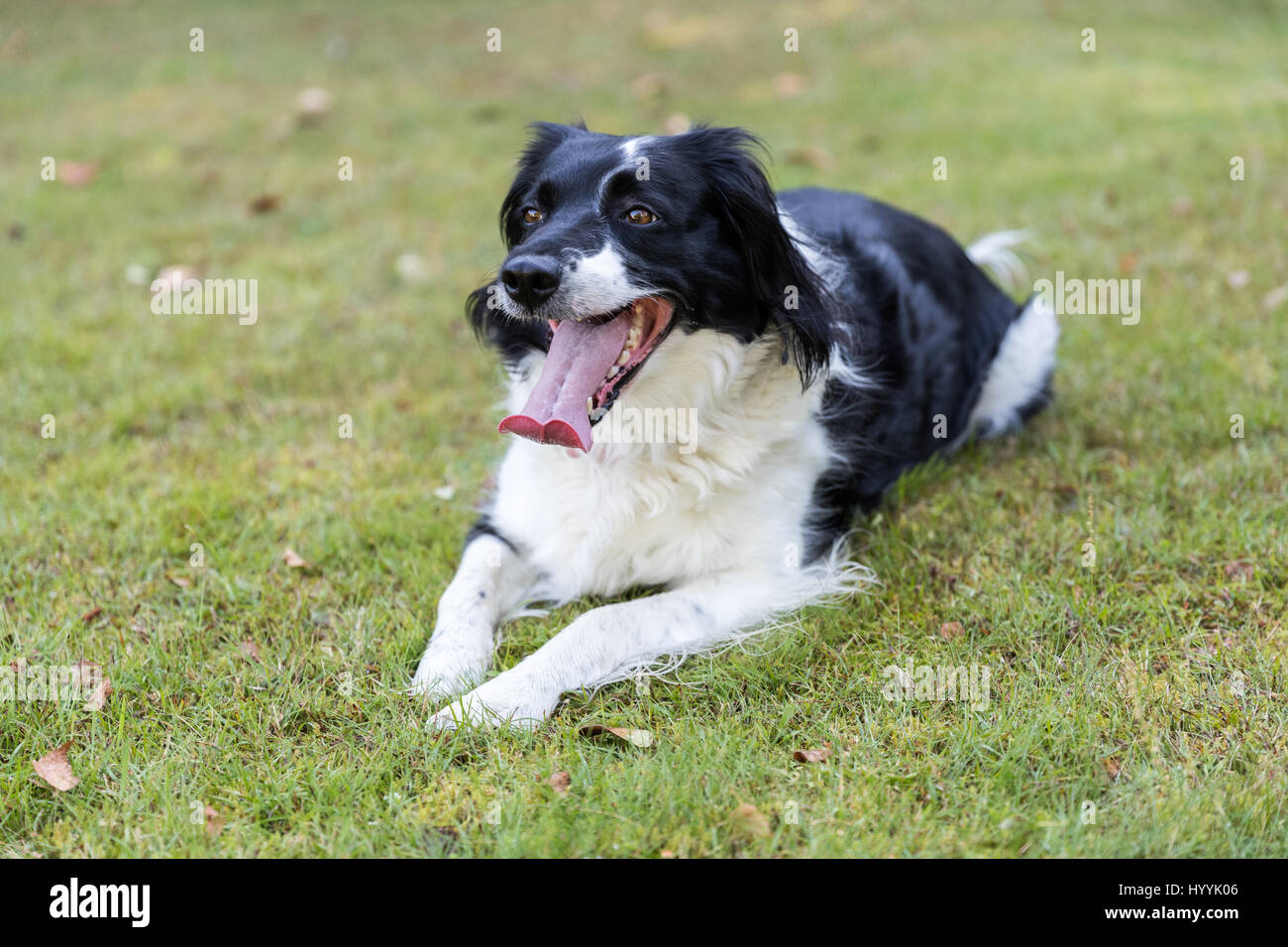 Keuchend schwarz-weiß Mischling Hund gelegt auf dem Rasen, die darauf  warten, etwas mehr spielen Stockfotografie - Alamy