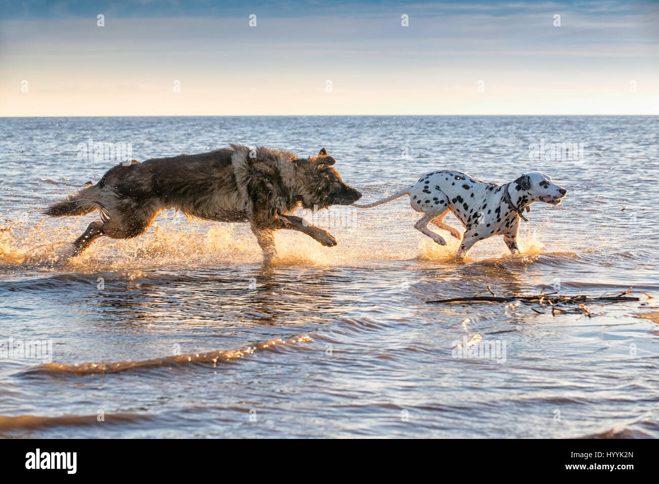 Hunde laufen und Spritzwasser durch das Meerwasser zusammen Spaß haben Stockfoto