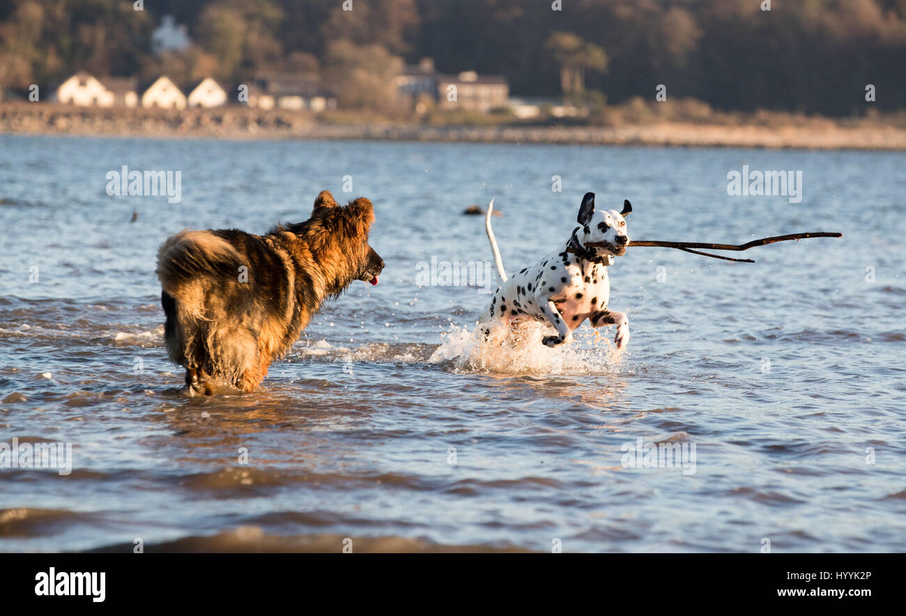 Deutscher Schäferhund und Spaß im Meer mit einem Stock jagten einander Dalmatiner Stockfoto