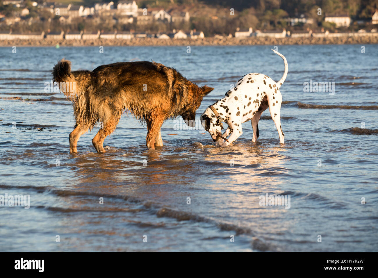 Deutsch Shephder Hund und Dalmatiner spielen mit einem Stock im Meerwasser zusammen Stockfoto