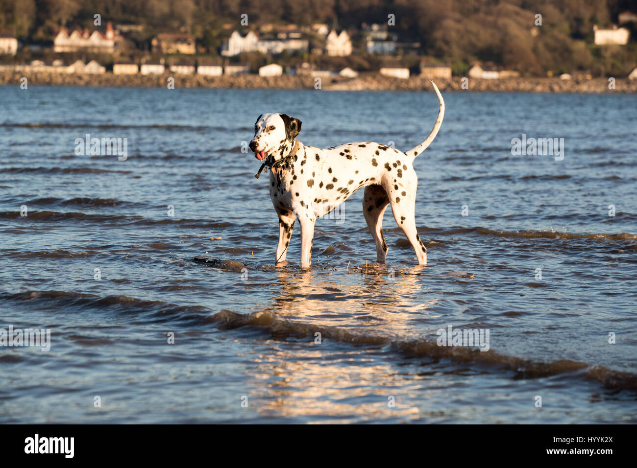 Glücklich Dalmatiner Hund stehen im Meerwasser mit ihrem Schweif oben in der Luft Stockfoto