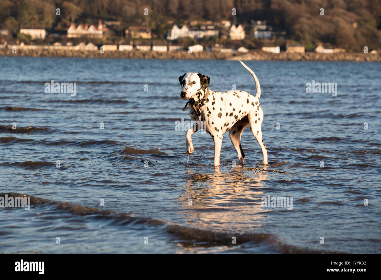 Glücklich Dalmatiner Hund stehen im Meerwasser mit ihrem Schweif oben in der Luft Stockfoto