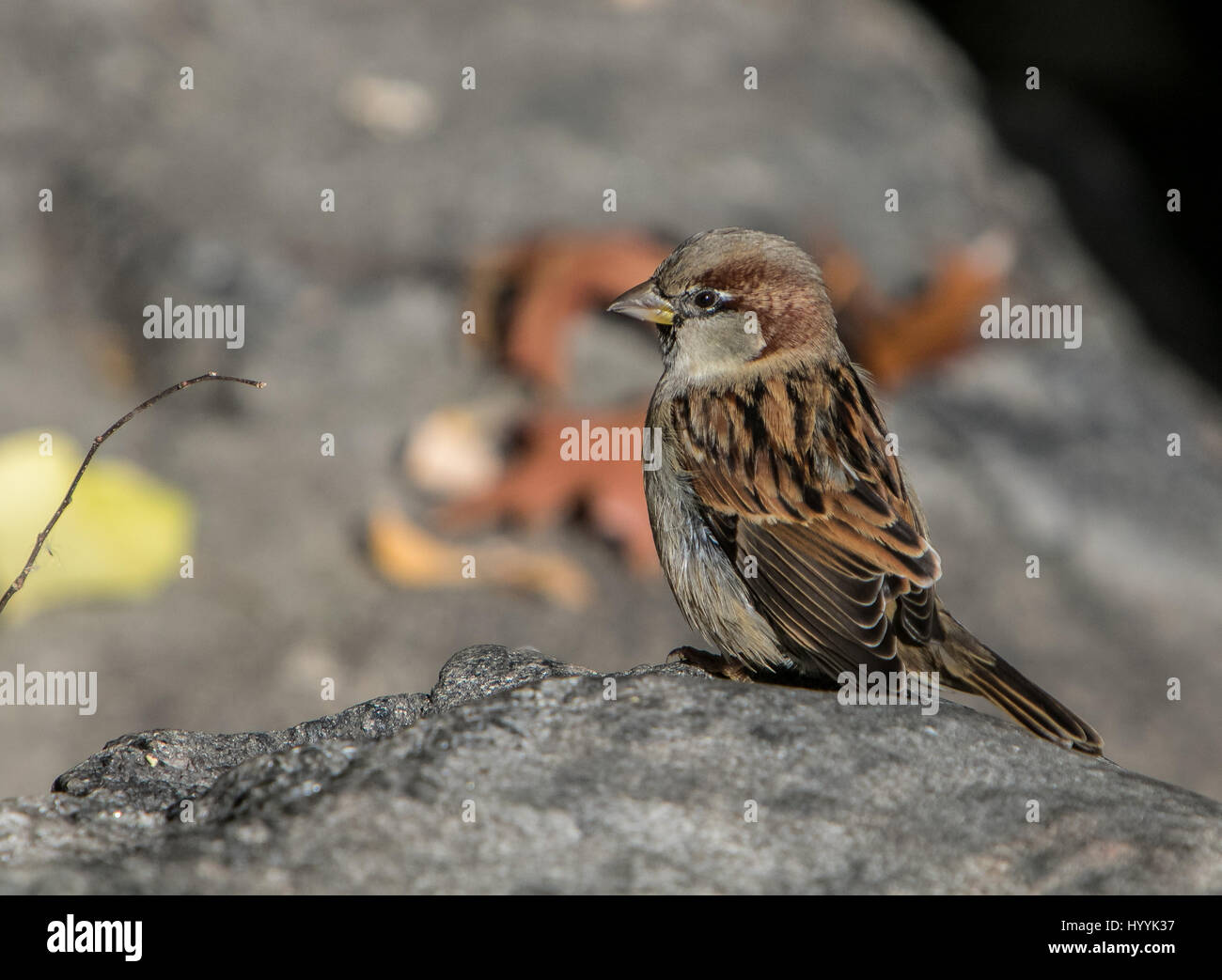 Haussperling Passer domesticus []. Central Park, NYC. Stockfoto