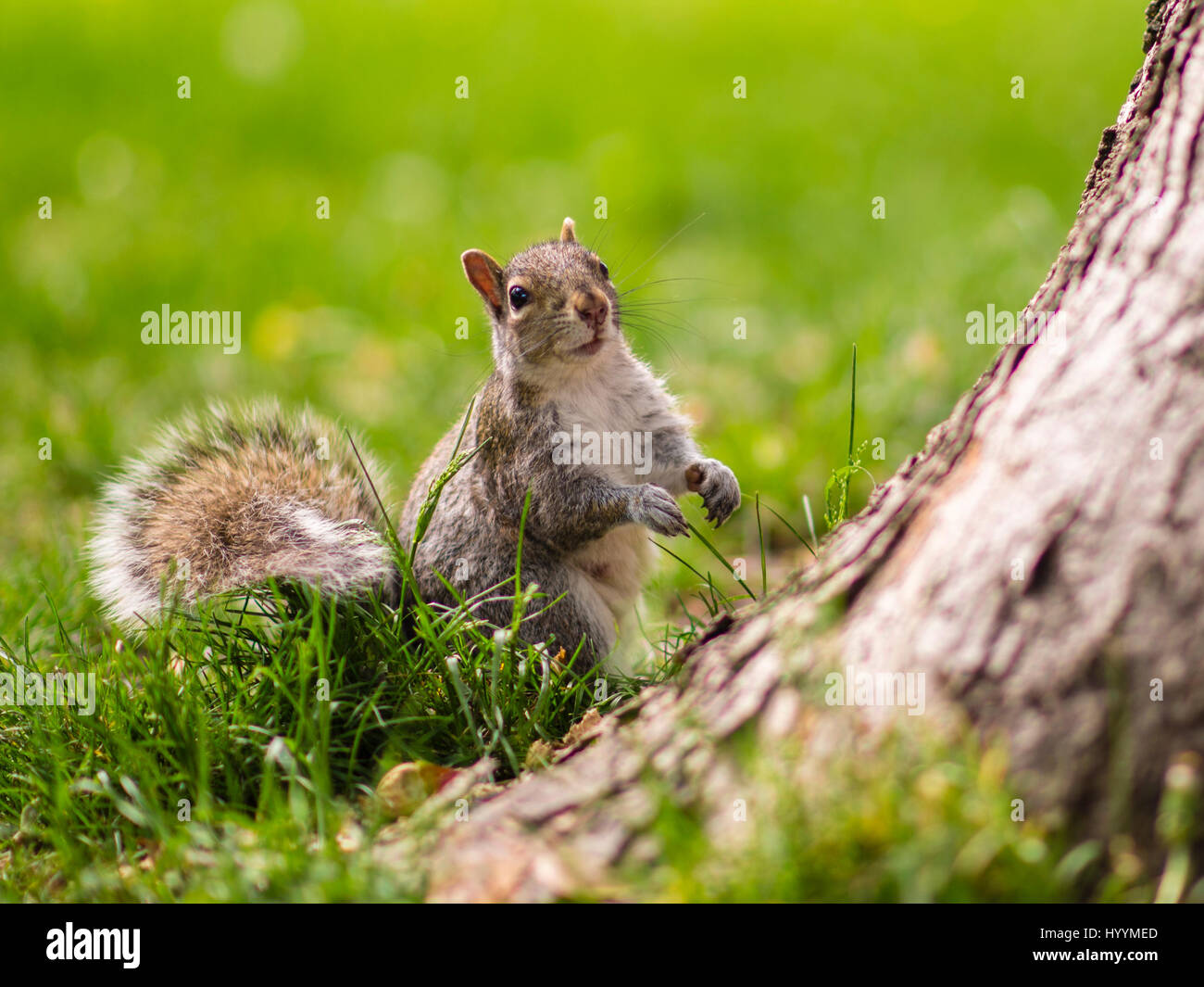 Eichhörnchen im Park von La Fontaine Stockfoto