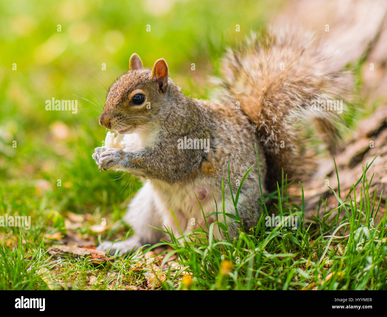Eichhörnchen im Park von La Fontaine Stockfoto