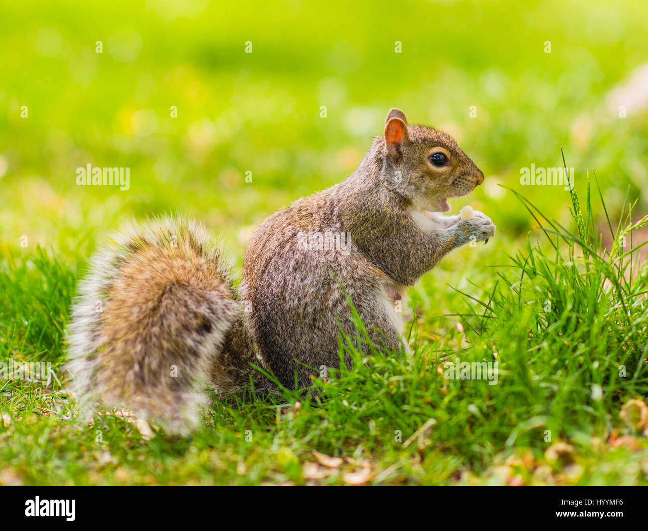 Eichhörnchen im Park von La Fontaine Stockfoto