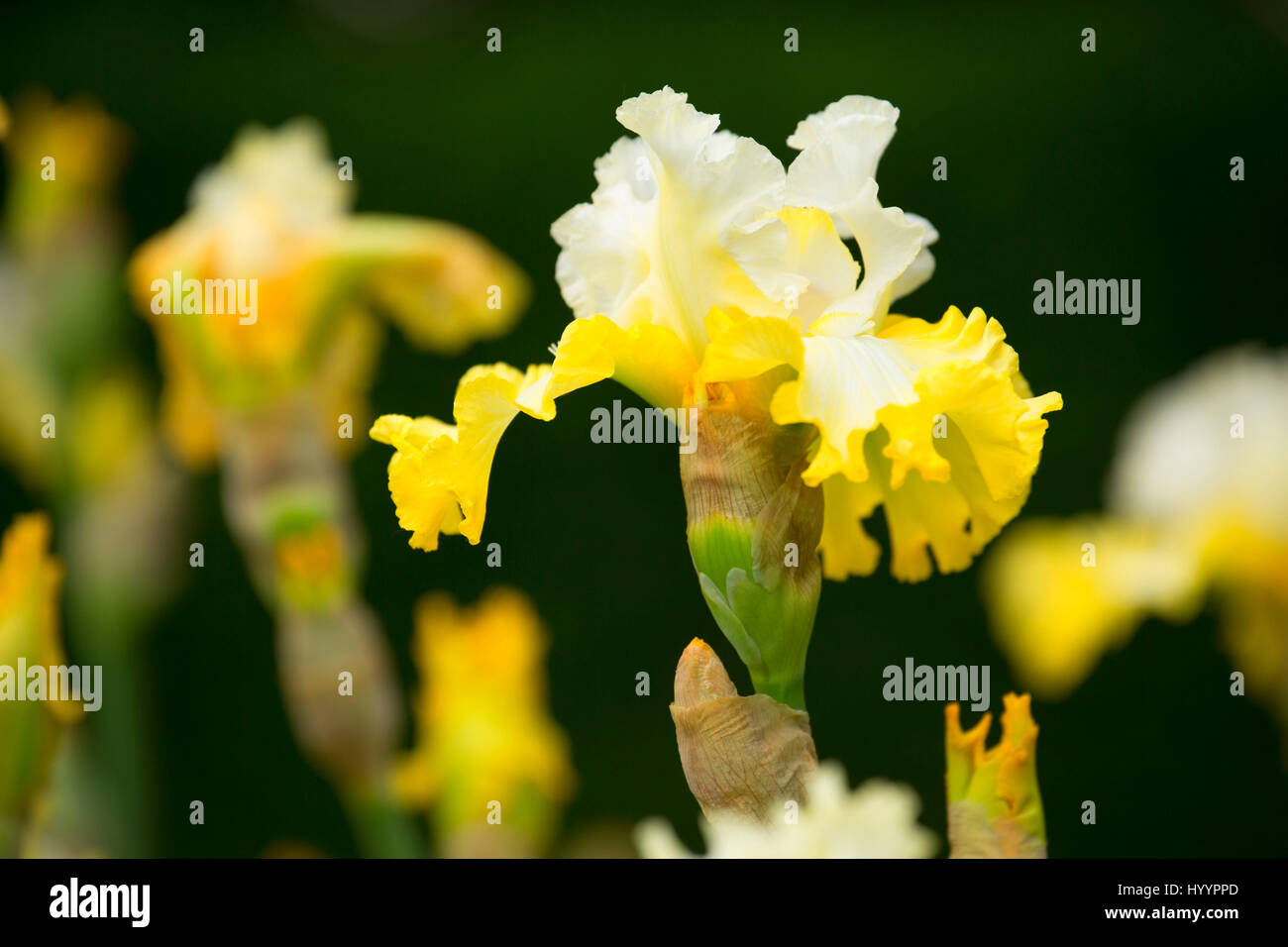Überglücklich Iris, Schreiners Iris Gardens, Keizer, Oregon Stockfoto