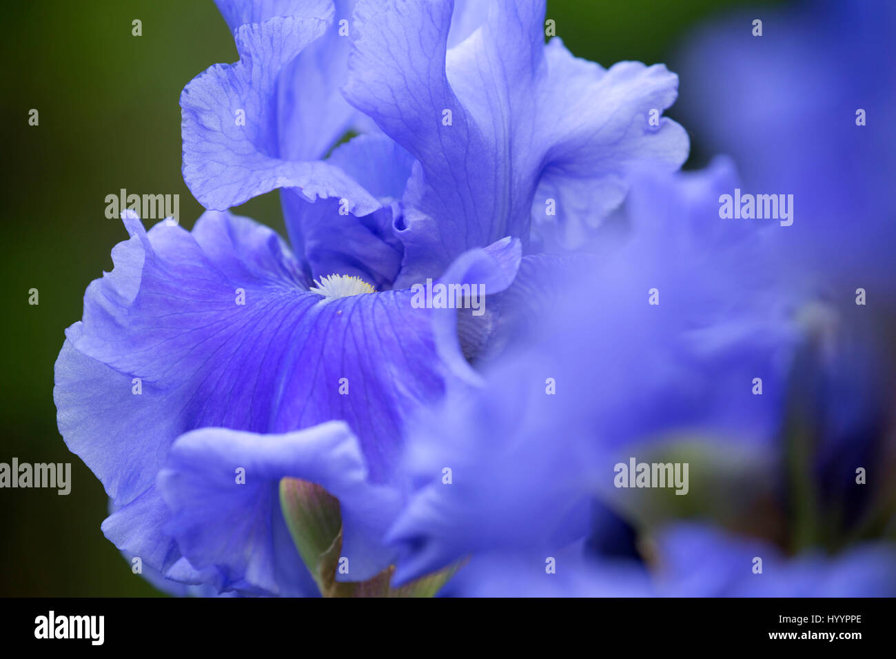 Astro blau Iris, Schreiners Iris Gardens, Keizer, Oregon Stockfoto